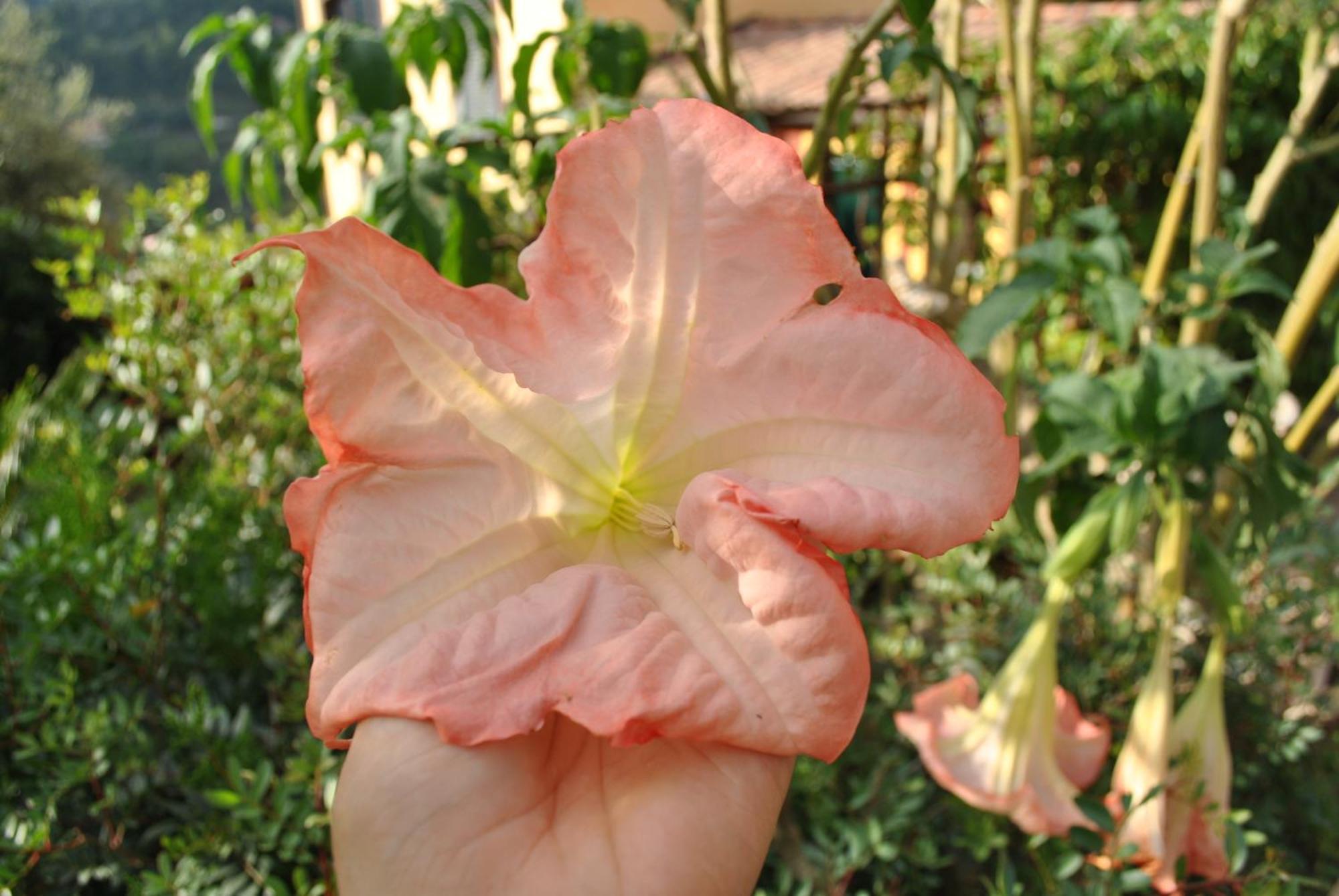 Sous L'Olivier Bed & Breakfast ม็องตง ภายนอก รูปภาพ