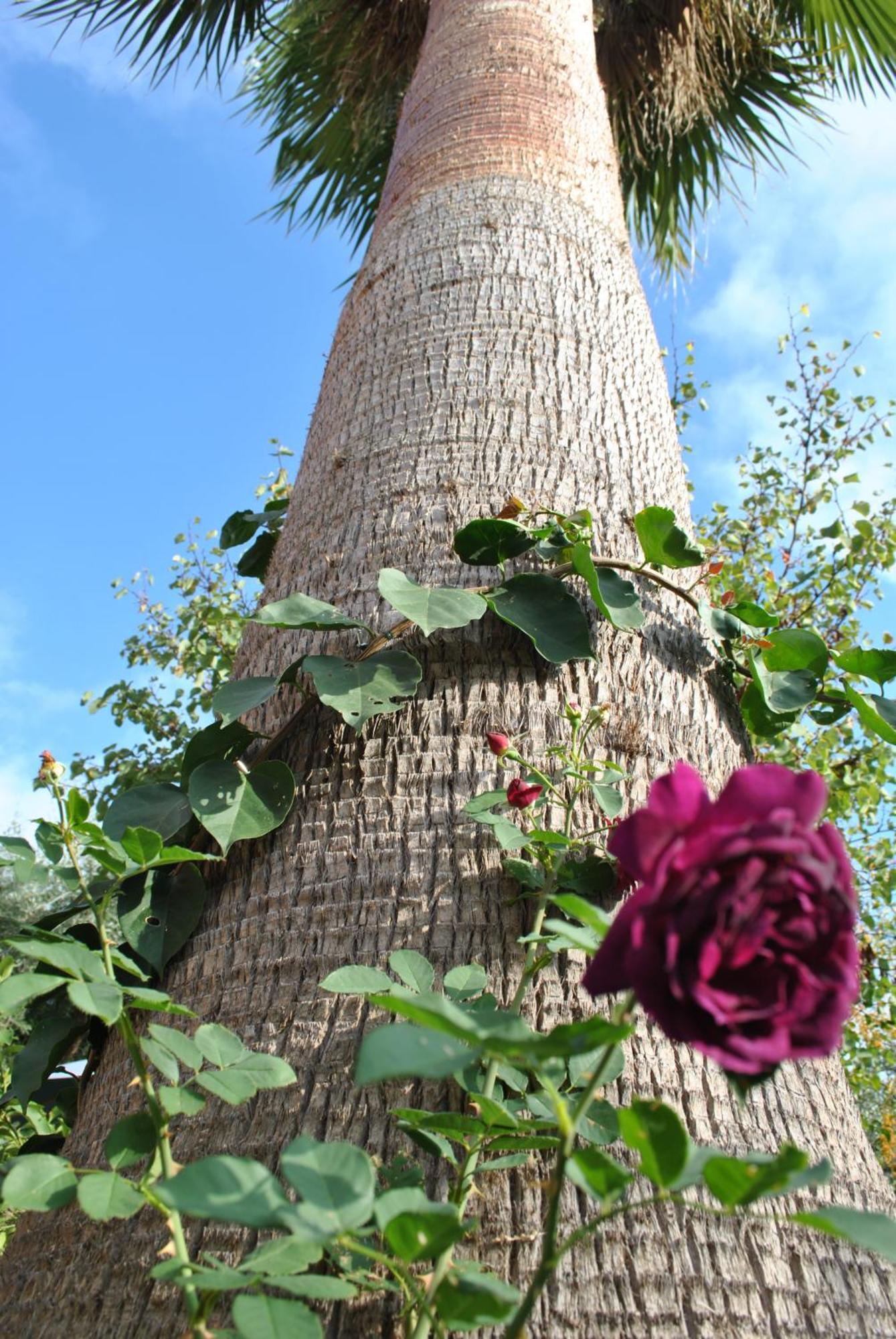 Sous L'Olivier Bed & Breakfast ม็องตง ภายนอก รูปภาพ